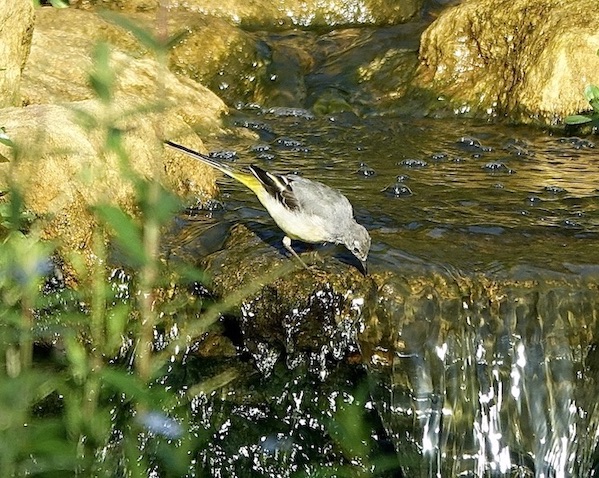 grey wagtail